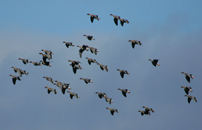 Pink-footed Geese in flight