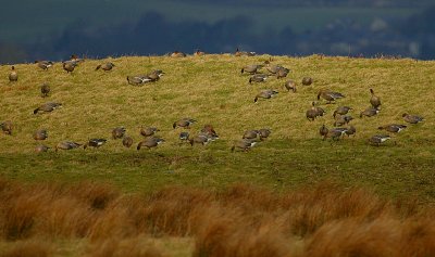 Pink-footed Goose flock