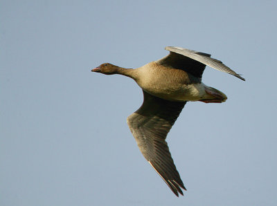 Pink-footed Goose in flight