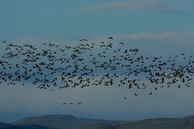 Pink-footed Goose migrating flock