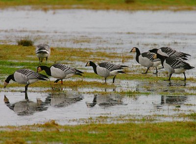 Barnacle Geese on ice