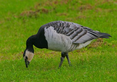 Barnacle Goose