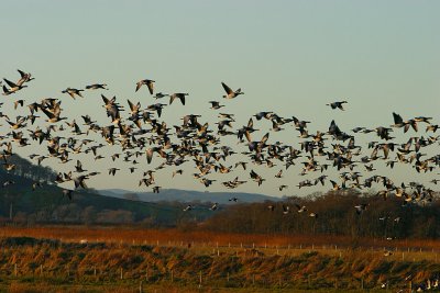 Barnacle Goose flock