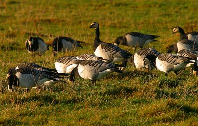 Barnacle Goose flock