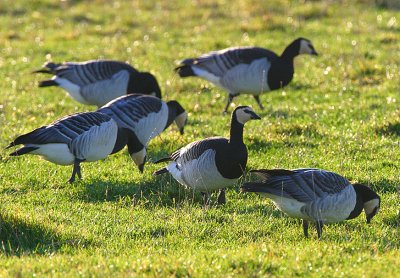 Barnacle Goose flock