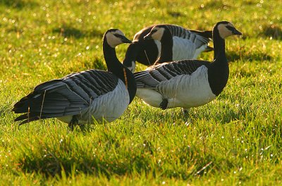 Barnacle Goose flock