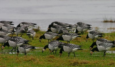 Barnacle Goose flock