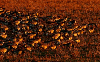 Barnacle Goose flock  sunset