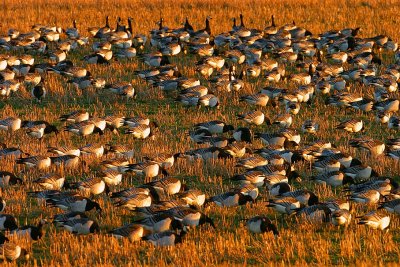 Barnacle Goose flock  sunset