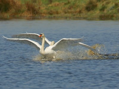 Fighting male Mute Swan