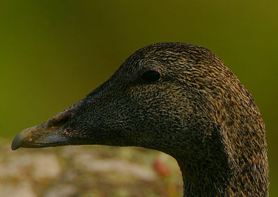 Eider duck headshot