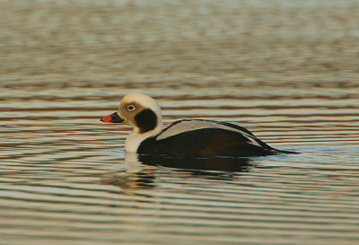 Long-tailed Duck male