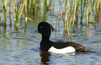 Tufted Duck drake