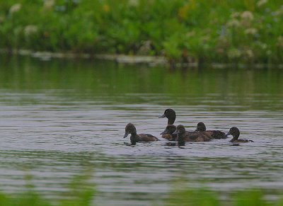 Tufted Duck family
