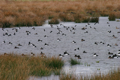Tufted Duck flock