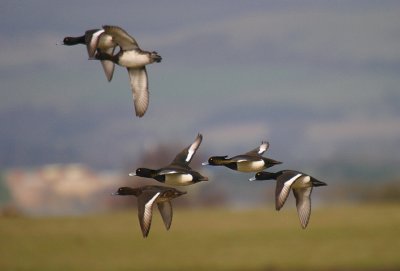 Tufted Duck in flight