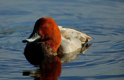 Pochard drake