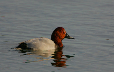 Pochard drake