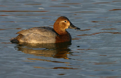 Pochard female