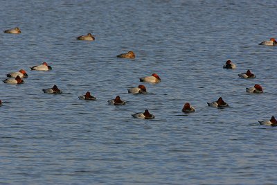 Pochard flock