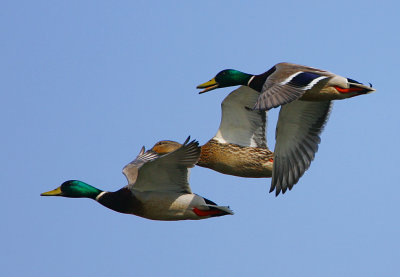 Mallard in flight