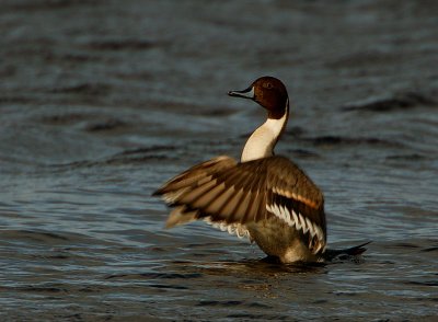 Pintail