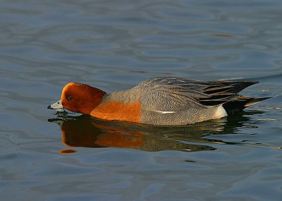 Wigeon drake