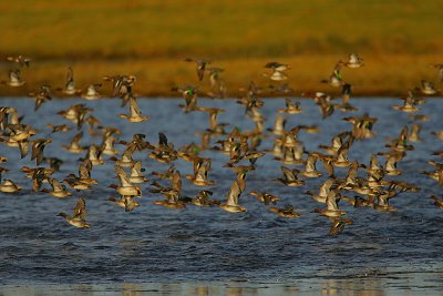 Teal flock