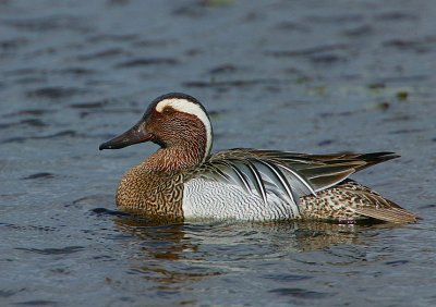 Drake Garganey