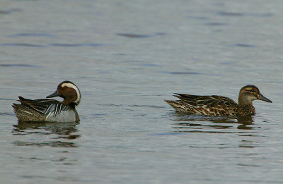 Garganey pair