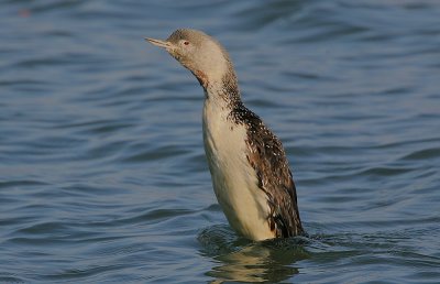 Red-throated Diver