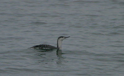 Winter Red-throated Diver