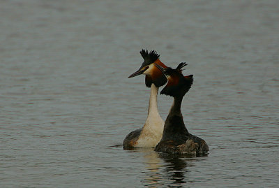 Great Crested Grebes displaying