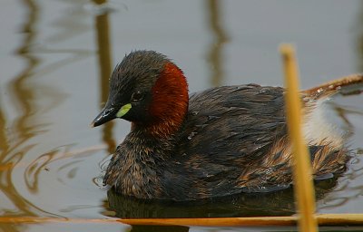 Little Grebe