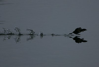 Little Grebe take-off @ dusk