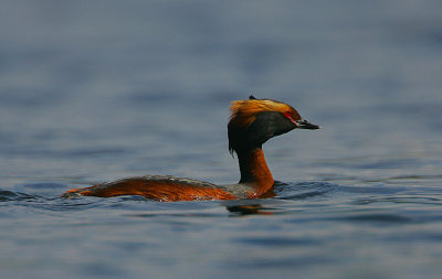 Slavonian Grebe