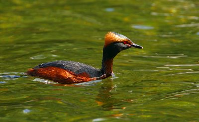 Slavonian Grebe