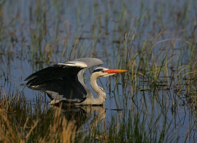 Grey Heron