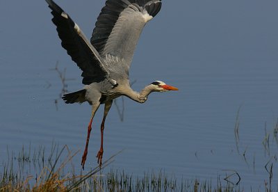 Grey Heron