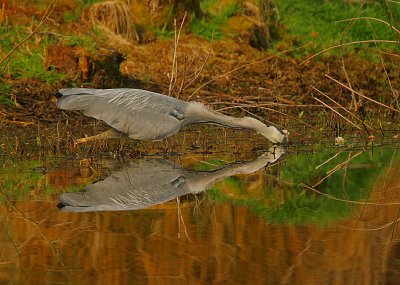 Grey Heron hunting