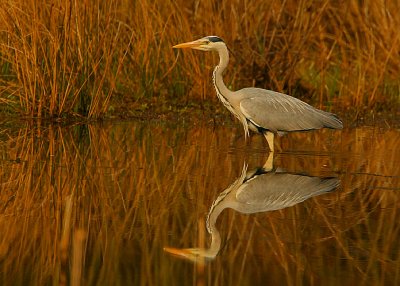 Grey Heron reflections