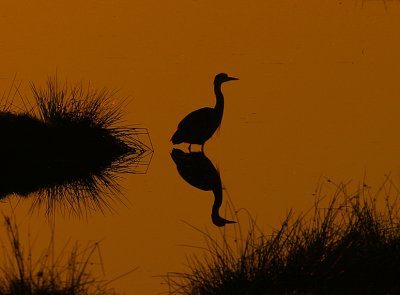 Grey Heron sunset