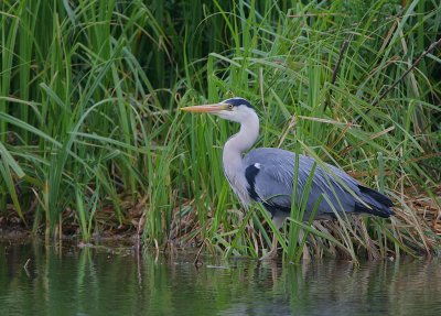 Grey Heron