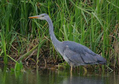 Grey Heron juvenile