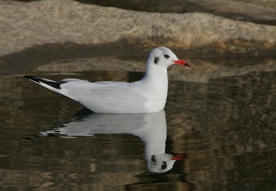 Black-headed Gull (Adult)  in winter plumage