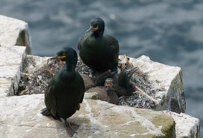 Shag family