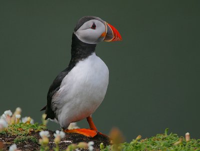 Puffin