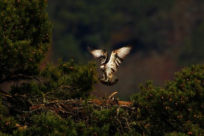 Osprey landing at nest
