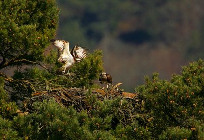 Osprey pair on nest