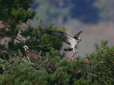 Osprey pair